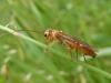 Tenthredopsis nassata